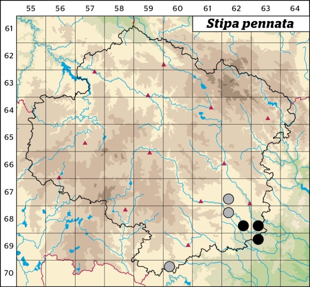 Mapa výskytu - kavyl ivanův - Stipa pennata