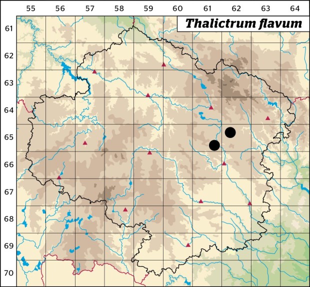 Mapa výskytu - žluťucha žlutá - Thalictrum flavum