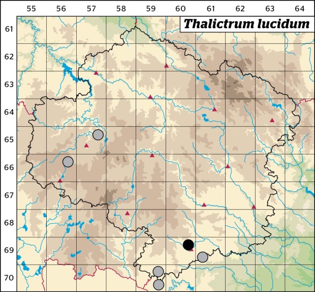 Mapa výskytu - žluťucha lesklá - Thalictrum lucidum