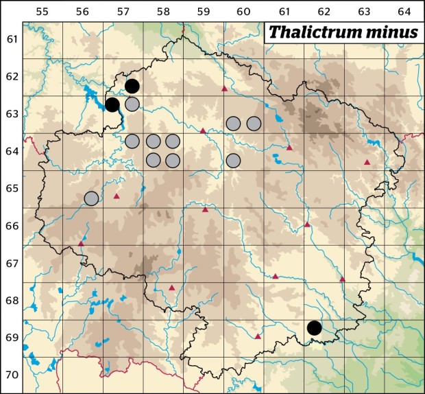 Mapa výskytu - žluťucha menší - Thalictrum minus