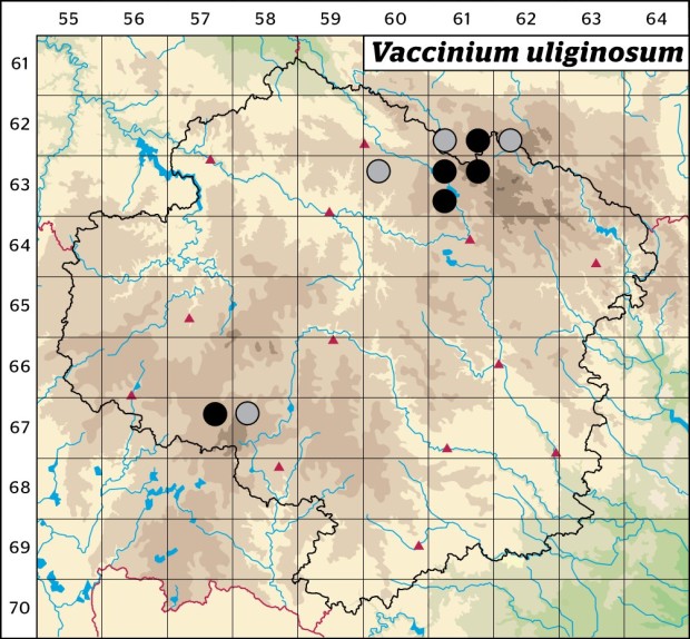 Mapa výskytu - brusnice vlochyně - Vaccinium uliginosum