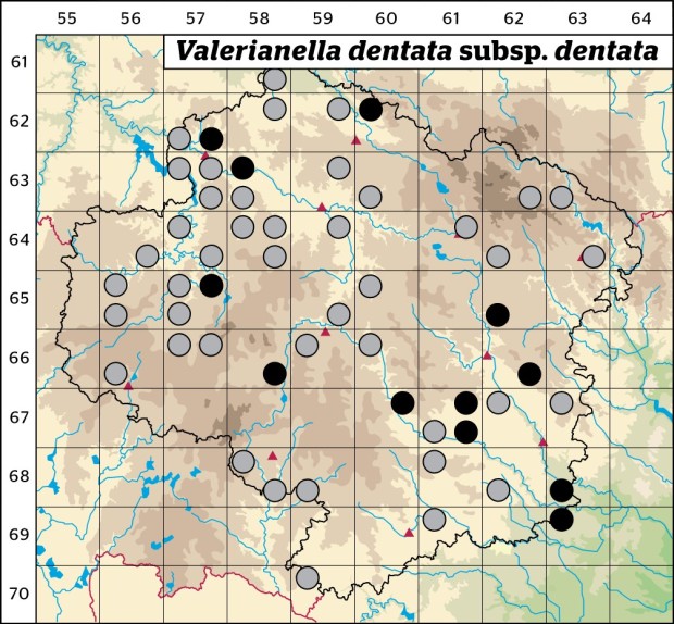 Mapa výskytu - kozlíček zubatý pravý - Valerianella dentata subsp. dentata
