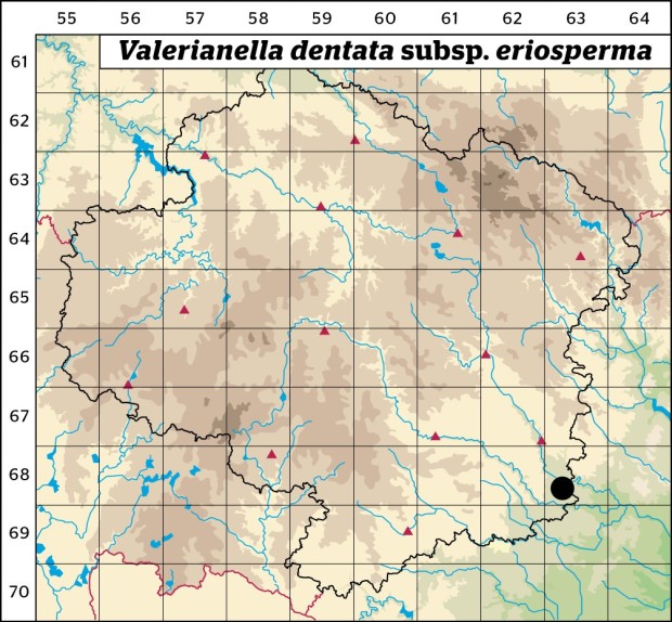 Mapa výskytu - kozlíček zubatý vlnoplodý - Valerianella dentata subsp. eriosperma