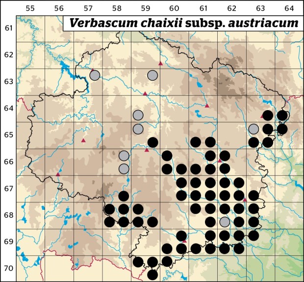 Mapa výskytu - divizna jižní rakouská - Verbascum chaixii subsp. austriacum