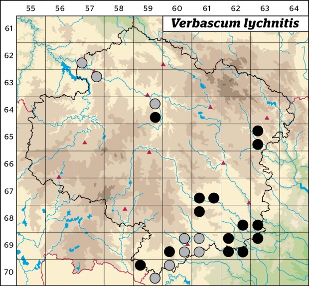 Mapa výskytu - divizna knotovitá - Verbascum lychnitis