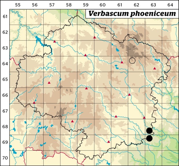 Mapa výskytu - divizna brunátná - Verbascum phoeniceum