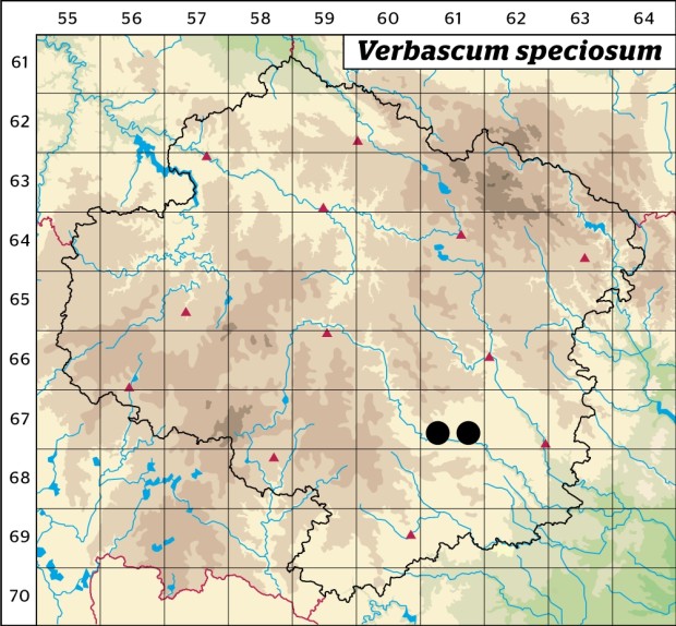 Mapa výskytu - divizna ozdobná - Verbascum speciosum