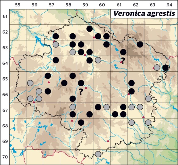 Mapa výskytu - rozrazil polní - Veronica agrestis