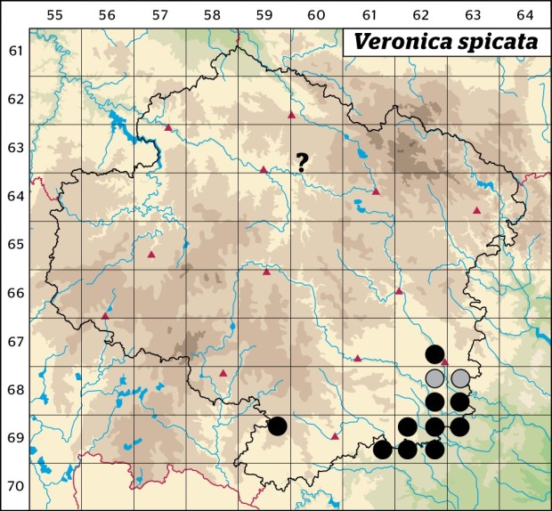 Mapa výskytu - rozrazil klasnatý - Veronica spicata