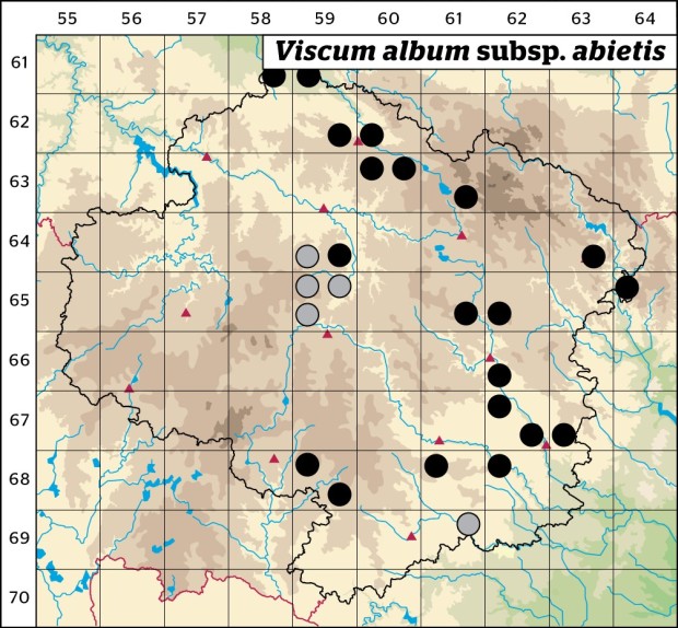 Mapa výskytu - jmelí bílé jedlové - Viscum album subsp. abietis
