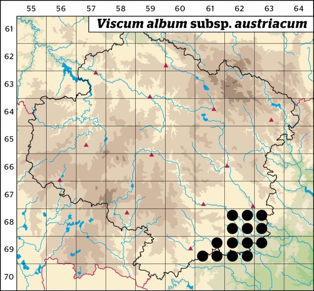 Mapa výskytu - jmelí bílé borovicové - Viscum album subsp. austriacum