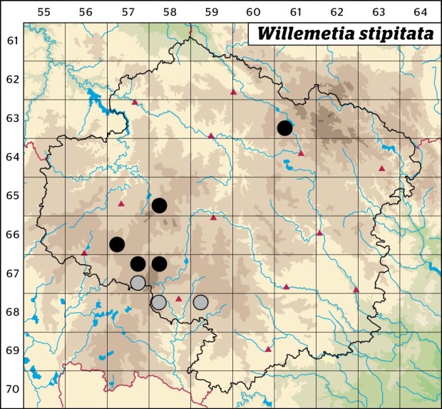 Mapa výskytu - pleška stopkatá - Willemetia stipitata