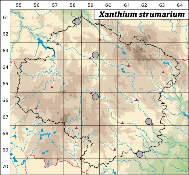 Mapa výskytu - řepeň durkoman - Xanthium strumarium