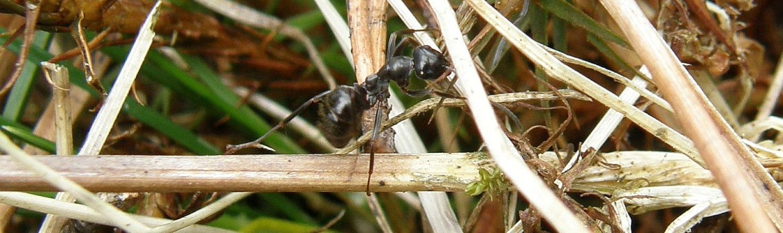 Mravenec rašelinný (Formica picea) - foto Pavel Bezděčka