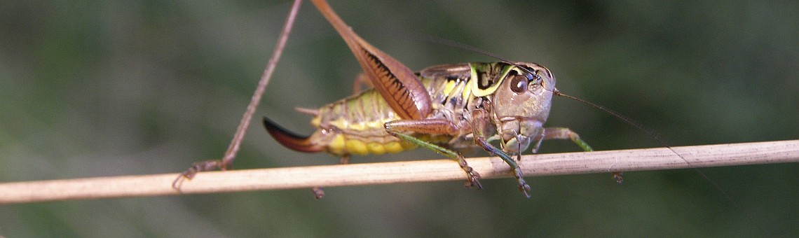 Kobylka luční (Metrioptera roeselii) - foto Vojtěch Kodet