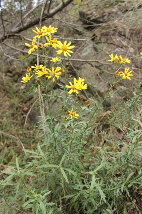 Starček roketolistý (Senecio erucifolius), NPR Mohelenská hadcová step [TR], 25.9.2014, foto Libor Ekrt