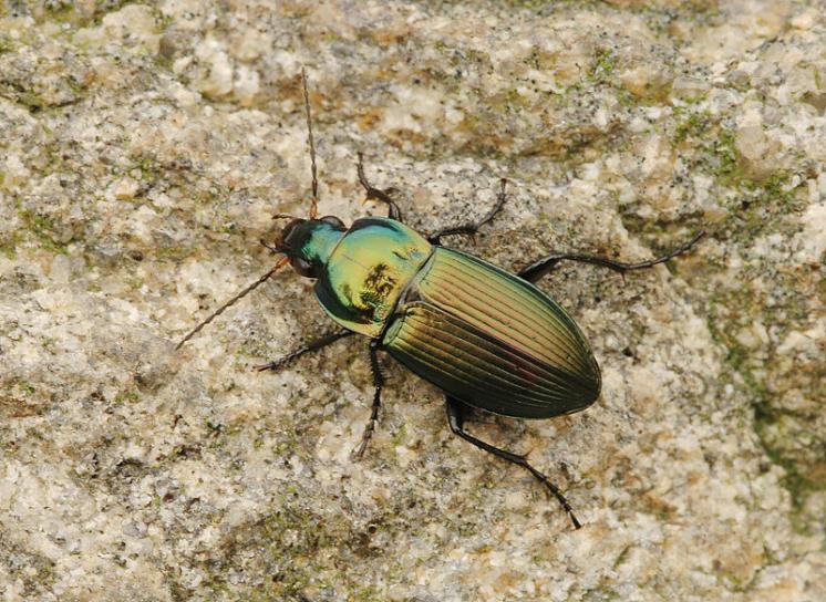 Střevlíček Poecilus versicolor, foto Václav Křivan