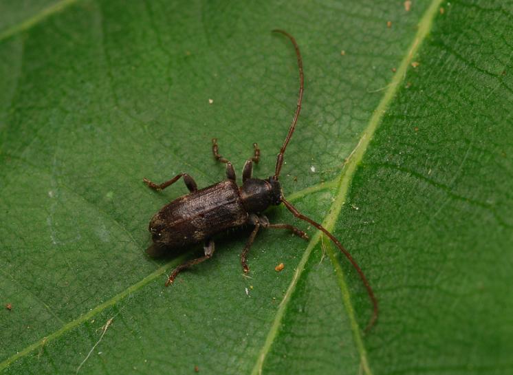 Kozlíček Exocentrus lusitanus, Jihlava, foto Václav Křivan