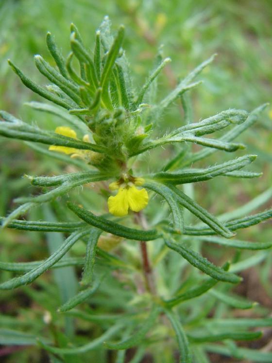 Zběhovec trojklaný pravý (Ajuga chamaepitys), NPP Švařec [ZR], 25.8.2014, foto Josef Komárek