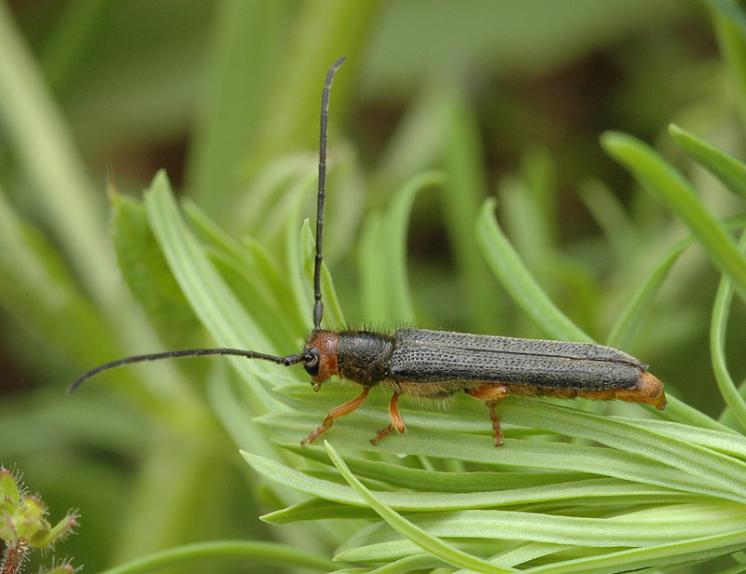 Kozlíček Oberea erythrocephala, foto Václav Křivan