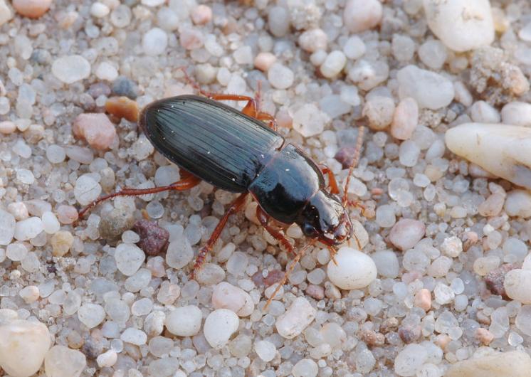 Střevlíček Harpalus smaragdinus, foto Václav Křivan