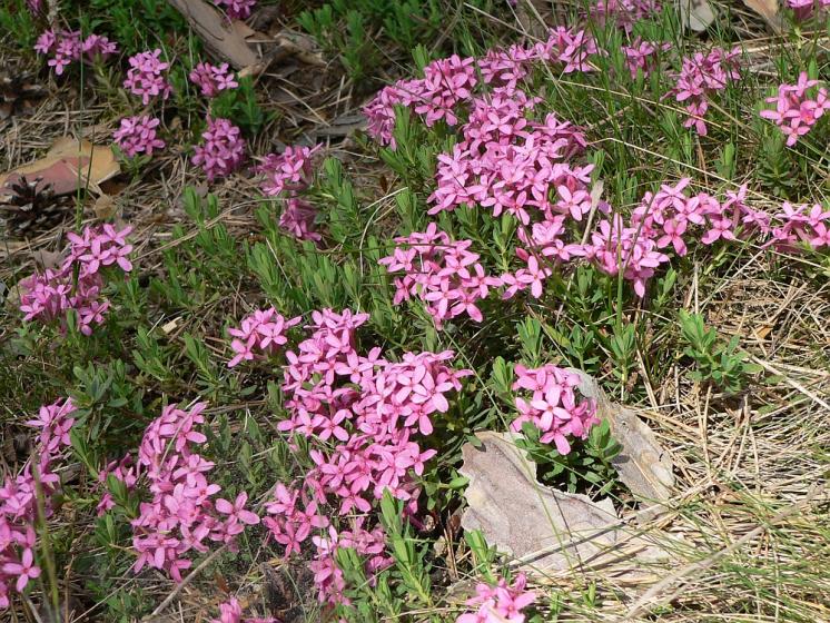 Lýkovec vonný (Daphne cneorum), Rouchovany [TR], 9.5.2008, foto Luděk Čech