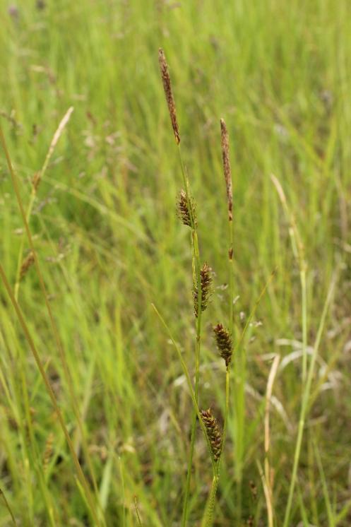 Ostřice oddálená (Carex distans), Bory [ZR], 12.6.2016, foto Libor Ekrt