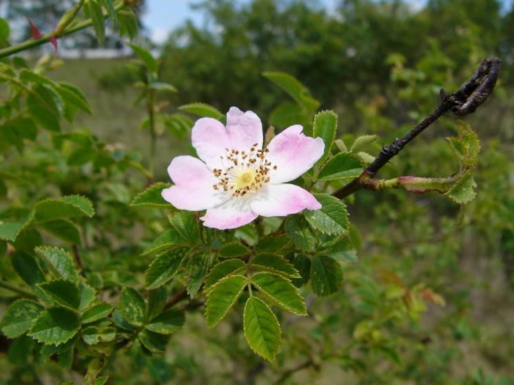 Růže malokvětá (Rosa micrantha), NPR Mohelenská hadcová step [TR], 21.6.2012, foto Josef Komárek