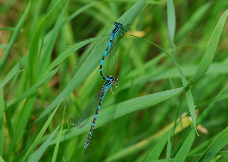 Šidélko ozdobné (Coenagrion ornatum), Slavětice, foto Václav Křivan