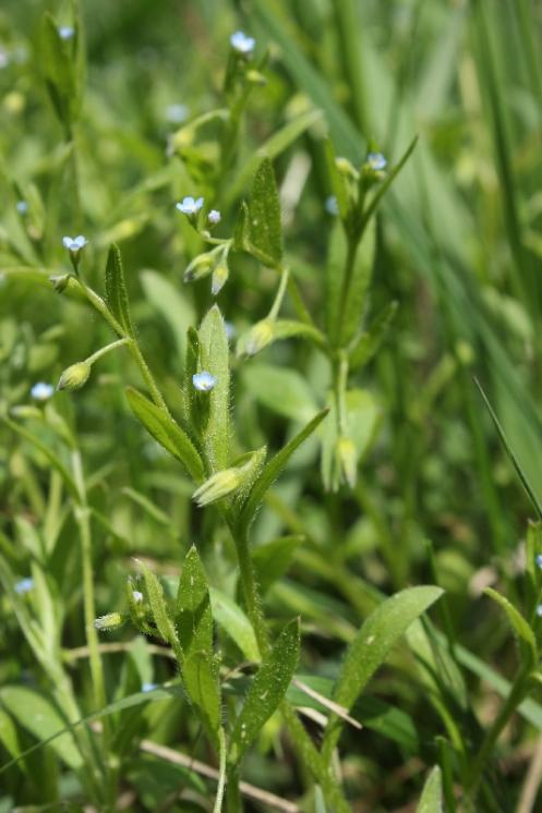 Pomněnka řídkokvětá (Myosotis sparsiflora), Plešice, Staré Duby [TR], 12.5.2015, foto Libor Ekrt