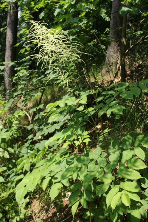 Udatna lesní (Aruncus dioicus), Rantířov, PR Zaječí skok [JI], 13.6.2015, foto Libor Ekrt