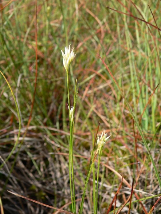 Hrotnosemenka bílá (Rhynchospora alba), PR Chvojnov [JI], 19.7.2012, foto Luděk Čech