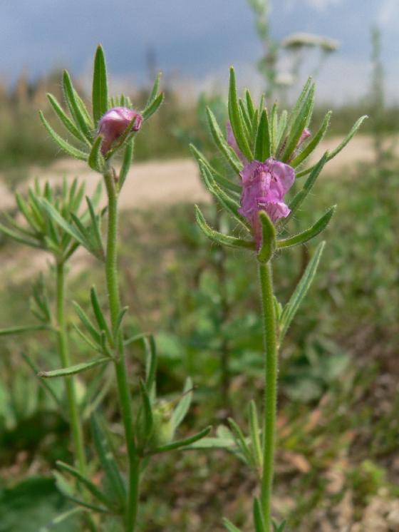 Šklebivec přímý (Misopates orontium), Trnava u Třebíče [TR], 4.8.2011, foto Luděk Čech