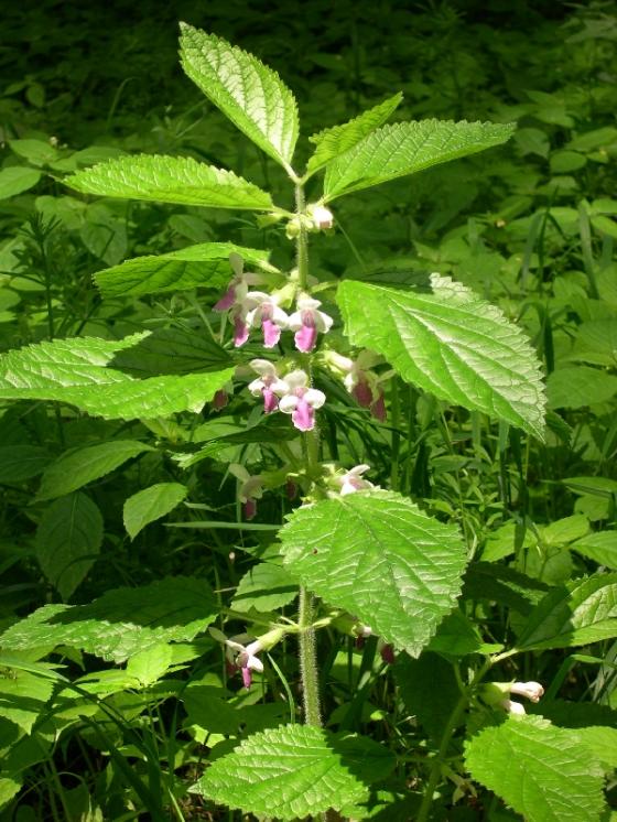 Medovník meduňkolistý (Melittis melissophyllum), Slavětice [TR], 8.6.2004, foto Luděk Čech