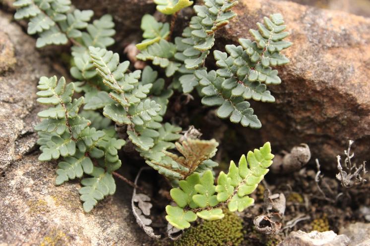 Podmrvka hadcová (Notholaena maranthae), NPR Mohelenská hadcová step [TR], 25.9.2014, foto Libor Ekrt