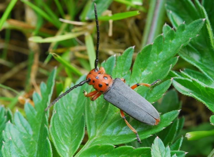 Kozlíček Phytoecia argus, foto Václav Křivan