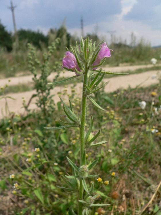 Šklebivec přímý (Misopates orontium), Trnava u Třebíče [TR], 4.8.2011, foto Luděk Čech