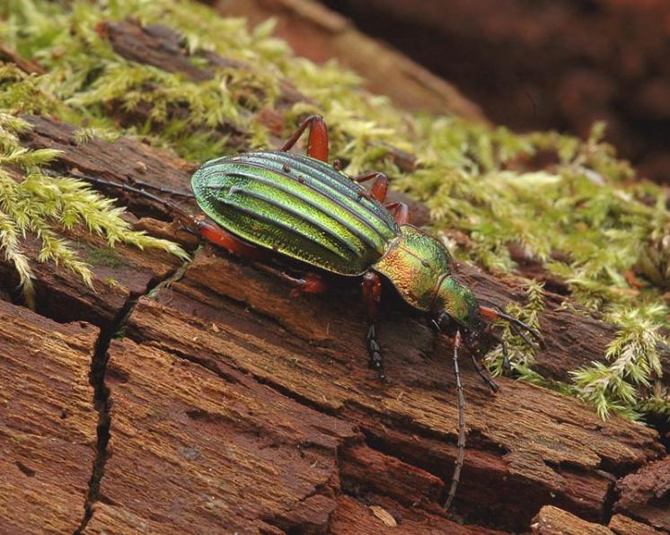 Střevlík zlatolesklý (Carabus auronitens), foto Václav Křivan