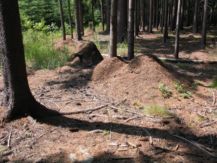 Na lokalitě Vojtův vrch žije největší dosud známá superkolonie mravence lesního (Formica rufa) čítající přes 1 700 kupovitých hnízd, foto Pavel Bezděčka.