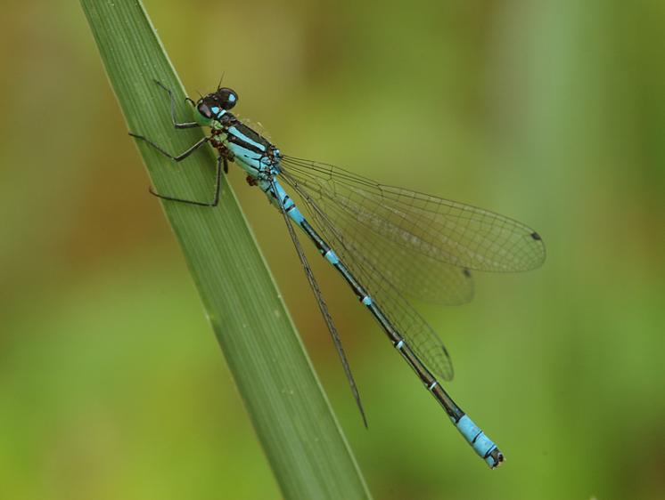 Šidélko jarní (Coenagrion lunulatum), foto Václav Křivan