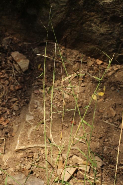 Dvouřadec pozdní (Cleistogenes serotina), PR Velká skála [TR], 8.9.2016, foto Jana Jelínková