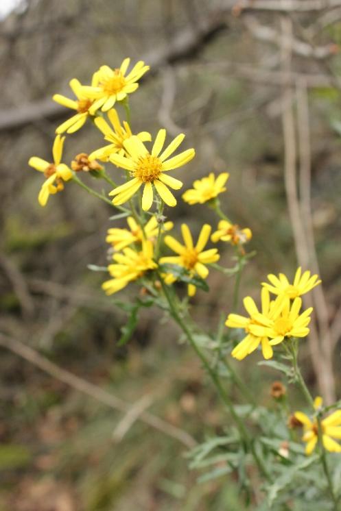 Starček roketolistý (Senecio erucifolius), NPR Mohelenská hadcová step [TR], 25.9.2014, foto Libor Ekrt