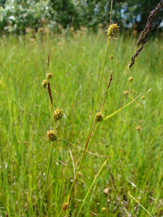 Ostřice šupinoplodá (Carex lepidocarpa), PR Řeka [HB], 28.6.2016, foto Josef Komárek