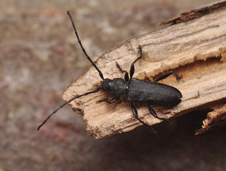 Tesařík Ropalopus macropus, foto Václav Křivan