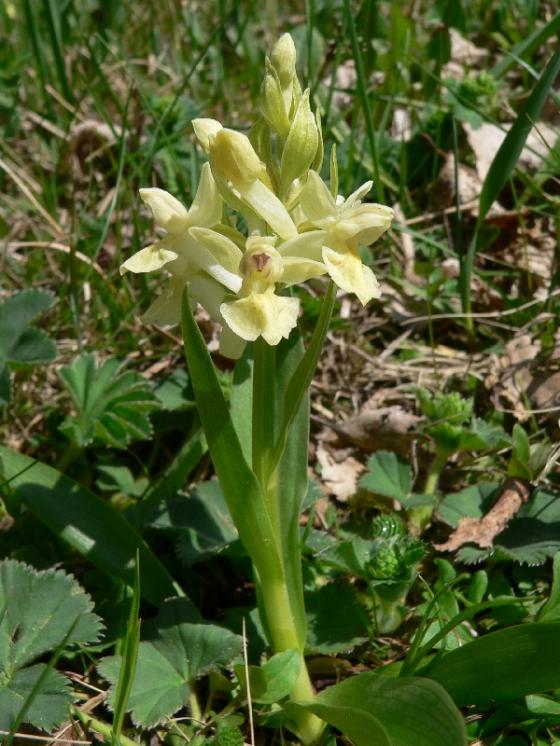 Prstnatec bezový (Dactylorhiza sambucina), Mrákotín, Jasanky [JI], 2.5.2008, foto Luděk Čech