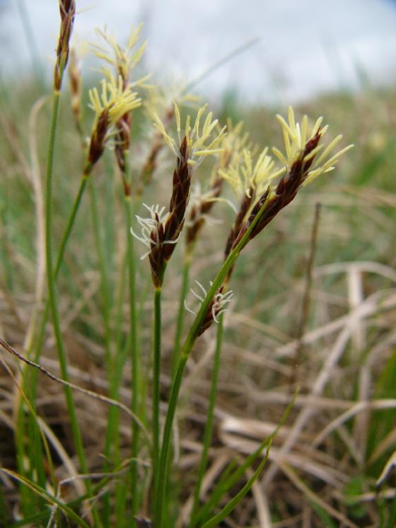 Ostřice drobná (Carex supina), Rouchovany [TR], 6.4.2016, foto Josef Komárek