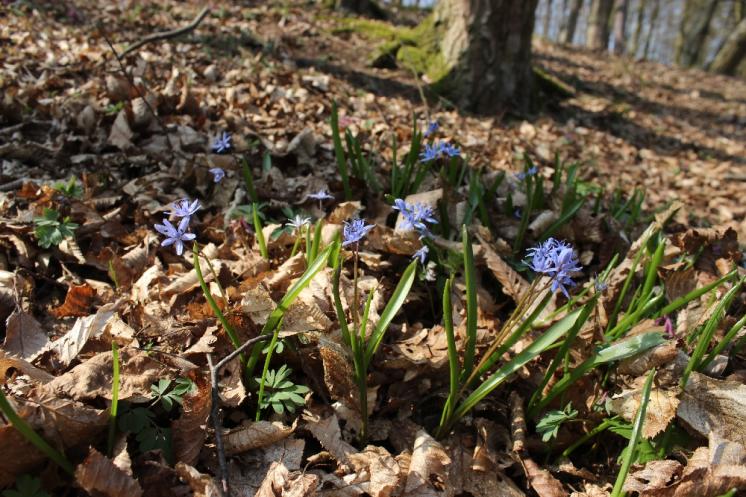 Ladoňka dvoulistá pravá rakouská (Scilla bifolia subsp. bifolia var. drunensis), Plešice, Staré Duby [TR], 10.4.2015, foto Libor Ekrt