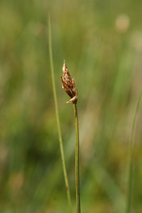 Ostřice šlahounovitá (Carex chordorrhiza), PR Rašeliniště Kaliště [JI], 10.5.2006, foto Luděk Čech