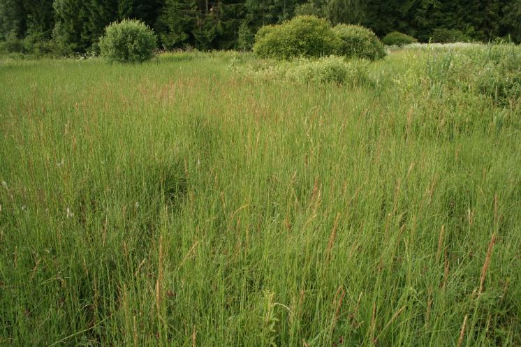 Třtina přehlížená (Calamagrostis stricta), PR V Lisovech, porost [JI], 23.6.2008, foto Libor Ekrt