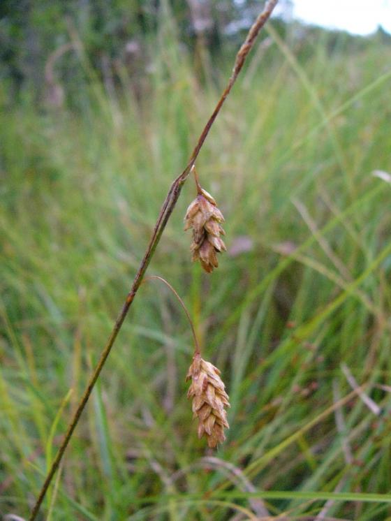 Ostřice bažinná (Carex limosa), PR V Lisovech [JI], 20.8.2013, foto Josef Komárek